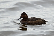 Ferruginous x pochard hybrid